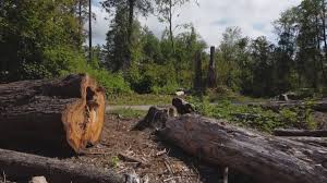 Best Tree Removal  in Dawson, GA