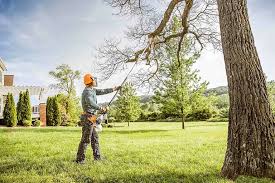 Best Tree Trimming and Pruning  in Dawson, GA