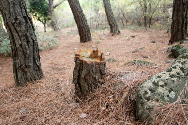 Dawson, GA Tree Care Company
